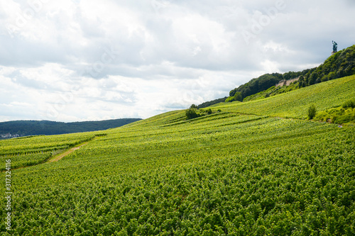 Beautiful wineries in the summer season of western Germany, visible road between rows of grapes. © Michal