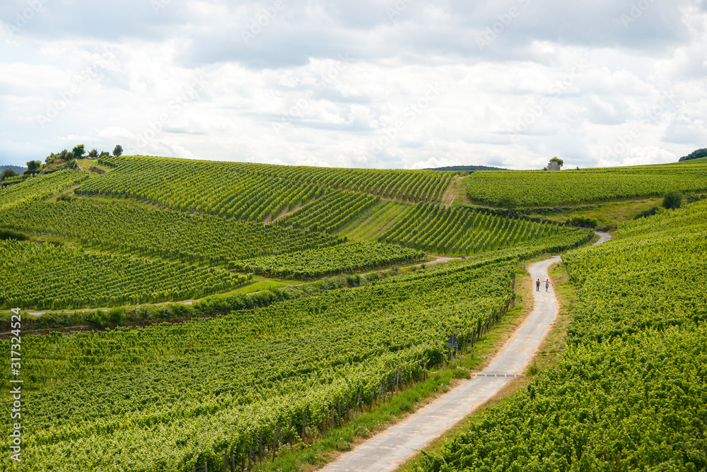 Beautiful wineries in the summer season in western Germany, a visible road between rows of grapes and tourists walking on it. 