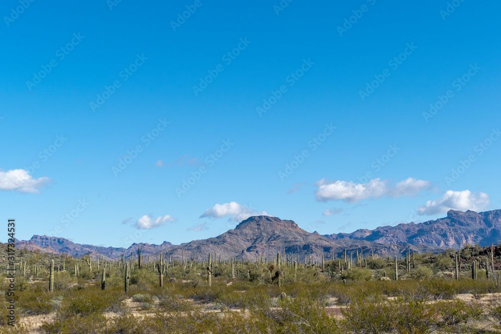 cacti of Arizona’s Sonoran Desert stand like a vast, silent army at Organ Pipe Cactus National Monument
