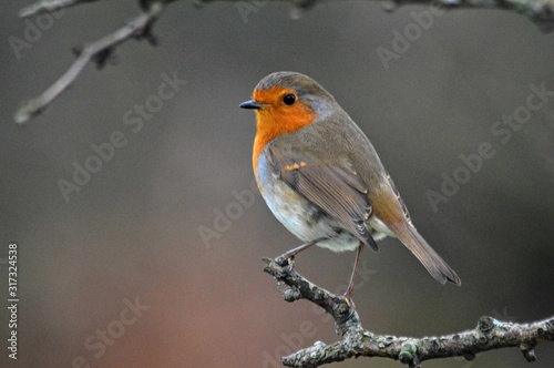 Scotland wildlife photography robin bird