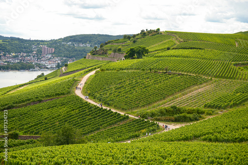 Beautiful wineries in the summer season in western Germany, a visible road between rows of grapes and tourists walking on it. 