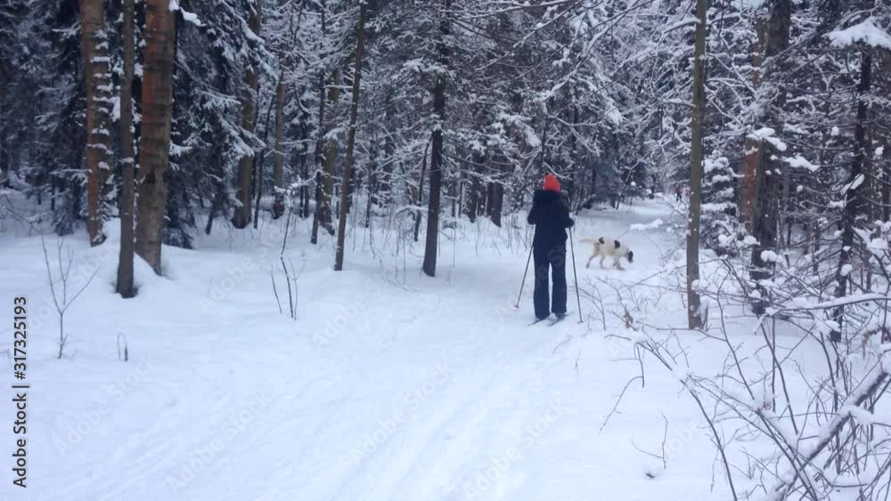 Woman Goes Skiing in the Winter Forest with a Dog Woman Goes Skiing in the Winter Forest with a Dog