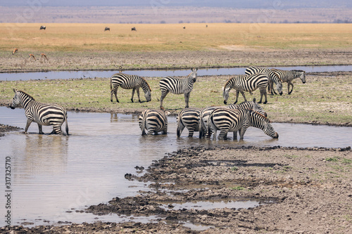 Fauna de sabana africana  Kenia 