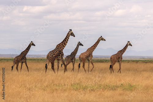 giraffe in the savannah