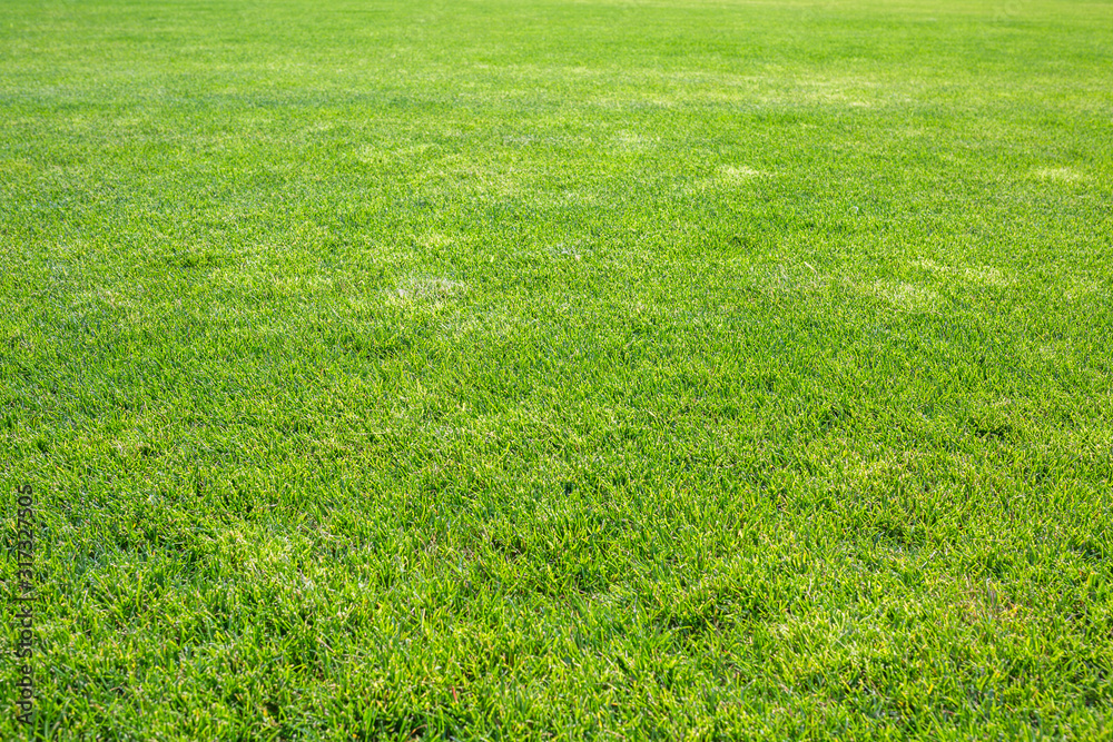 Green surface of beautiful natural grassy lawn in summer sunny weather. Green surface of beautiful natural grassy lawn in summer sunny weather.