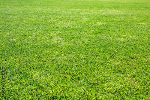Green surface of beautiful natural grassy lawn in summer sunny weather.