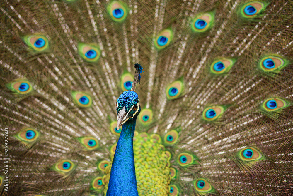 Fototapeta premium peacock