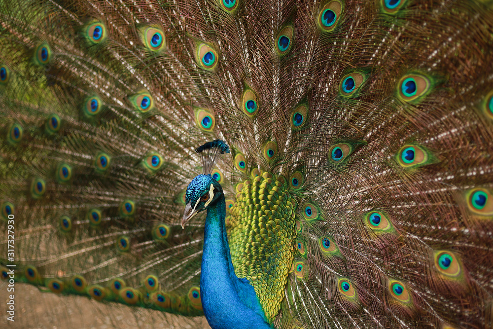 Obraz premium Pavo Real