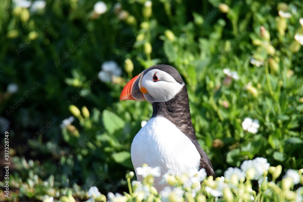 Obraz premium Puffin