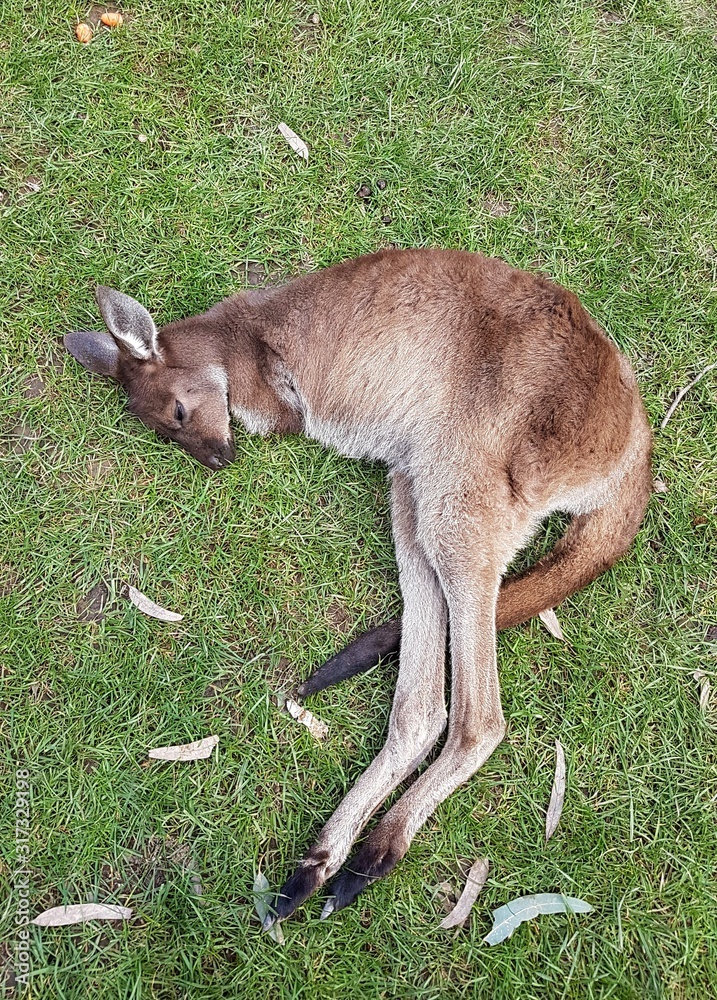 Australia - Canguro sdraiato sull'erba Australia - Canguro sdraiato sull'erba