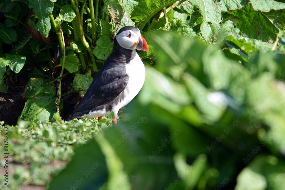 Fototapeta premium Puffin