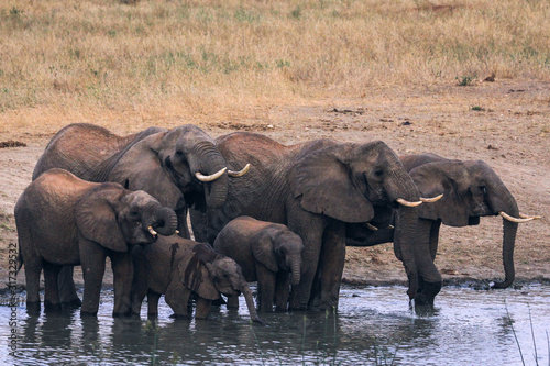 elephants in the savannah