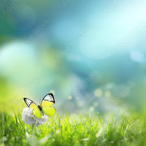Fototapeta Naklejka Na Ścianę i Meble -  Green meadow with spherical white flower at dawn. Summer landscape