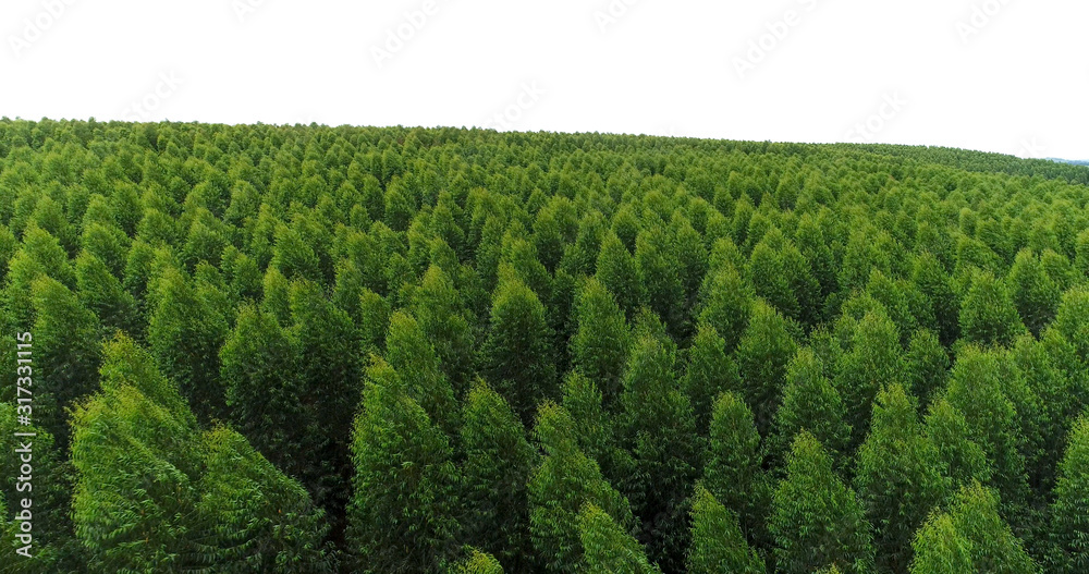 Canopy of trees, Eucalyptus forest Canopy of trees, Eucalyptus forest