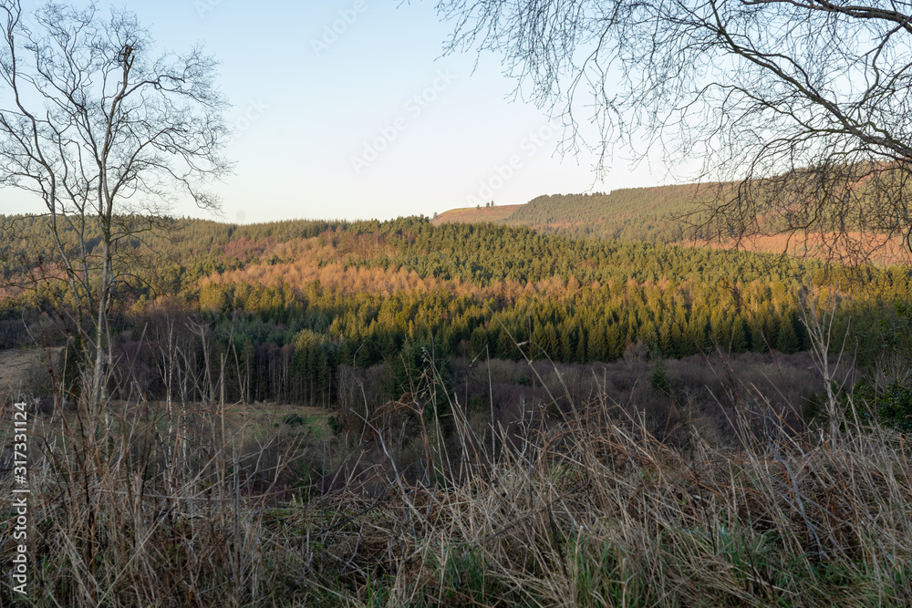 Obraz premium autumn in the forest