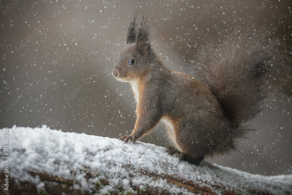 Squirrel in a snow shower Squirrel in a snow shower