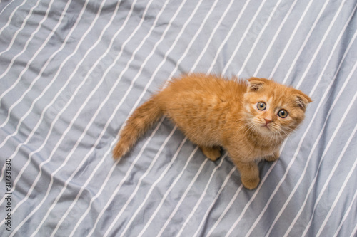 red lop-eared cat breed Scottish fold on a striped background