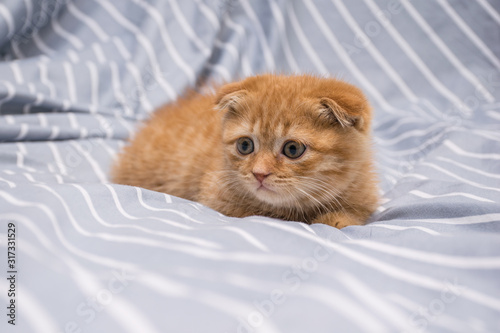 red lop-eared cat breed Scottish fold lies on a striped background