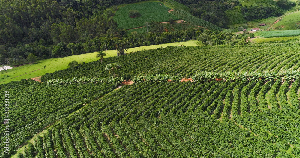Aerial image coffee plantation, coffee farm