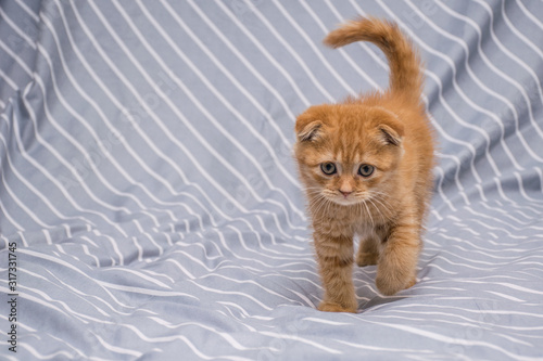 red lop-eared cat breed Scottish fold walks on a striped background