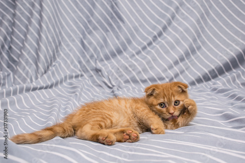 red lop-eared cat breed Scottish fold lies and licks on a striped background