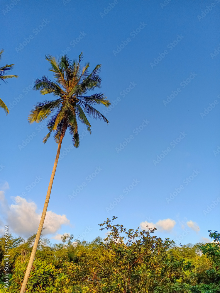 Fototapeta premium palm trees and blue sky
