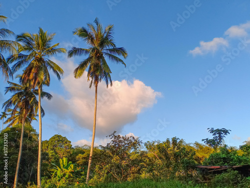 palm trees and blue sky