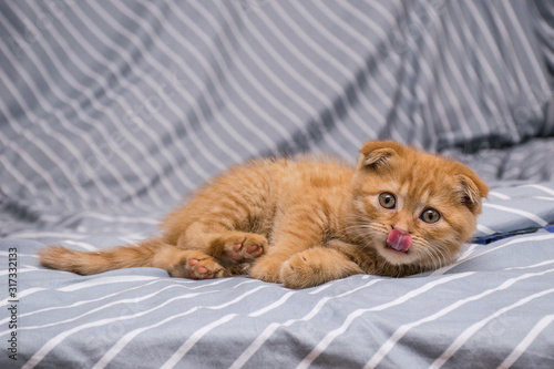 red lop-eared cat breed Scottish fold lies and licks on a striped background
