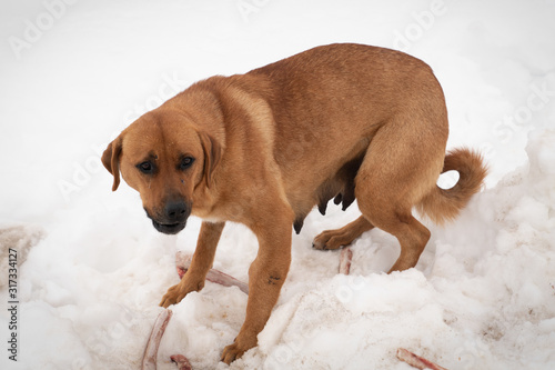 Brown or red stray female dog eating bone on snow to feet her puppies