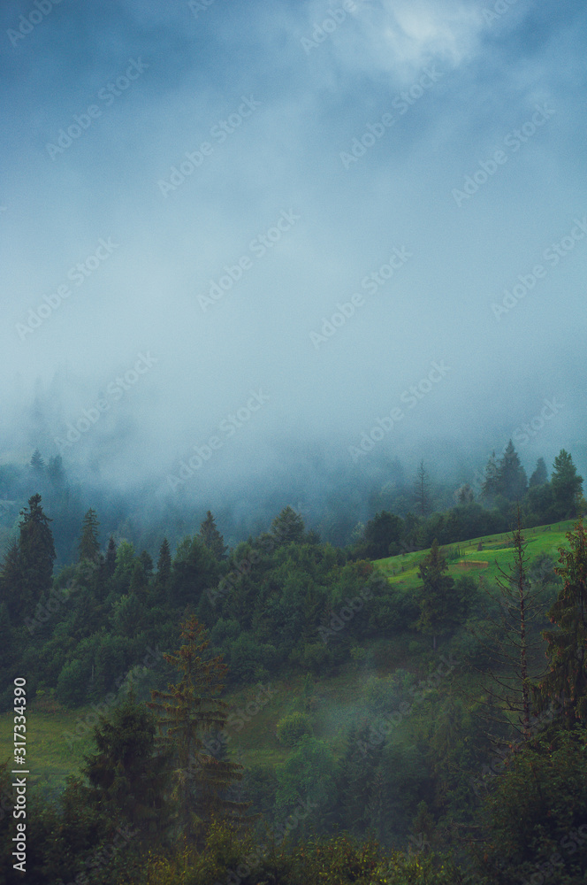 Mysterious foggy coniferous forest