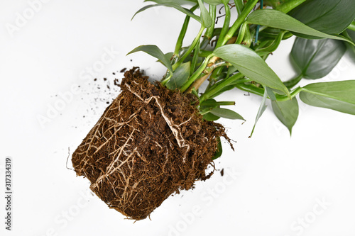 Fotografie Roots in soil shaped like flower pot of exotic houseplant before repotting on wh