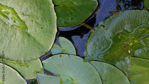 Close up top view of large floating lily pads in dark pond water photo