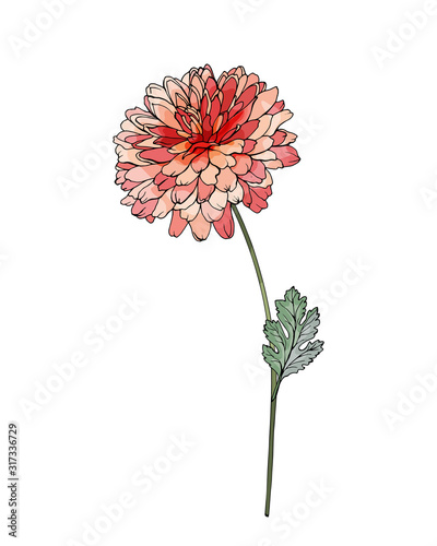 Chrysanthemum. Single dark pink flower on stem with green leaves. Isolated on white background. For floral design, valentines day greeting cards, wedding invitations. Hand drawn. Vector illustration.