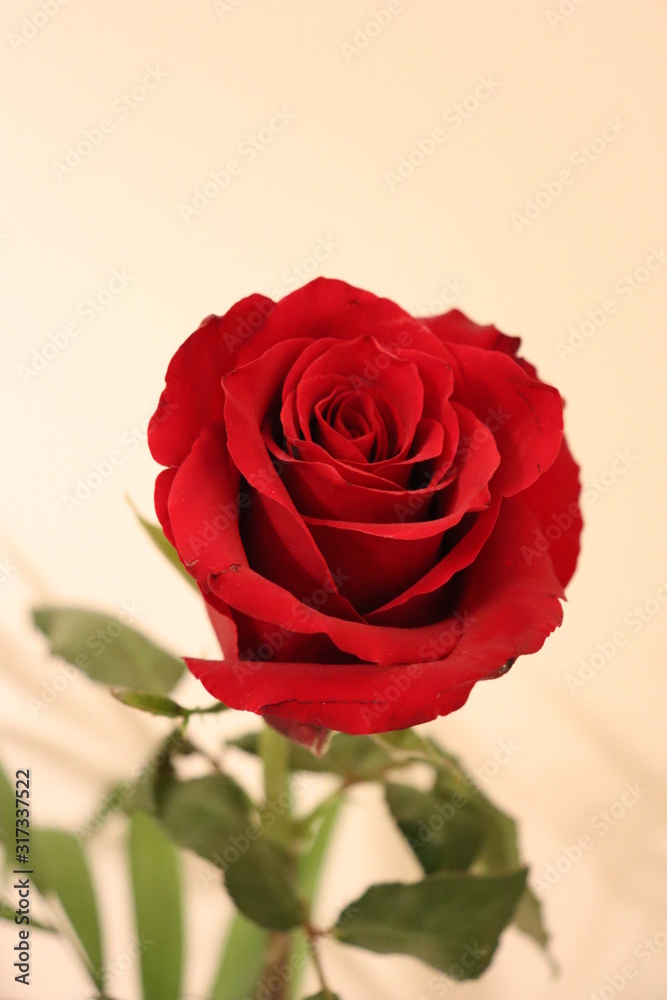 Fototapeta premium rose rouge