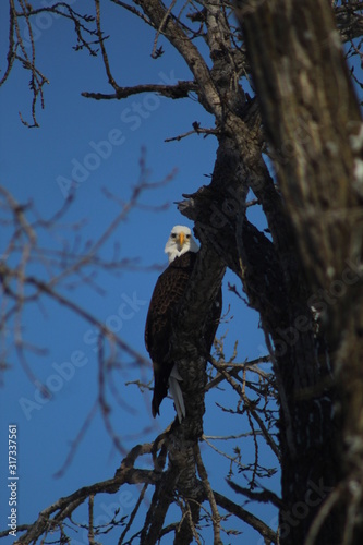 eagle in tree