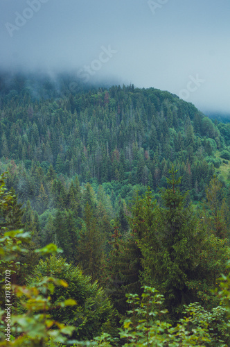 Mysterious foggy coniferous forest
