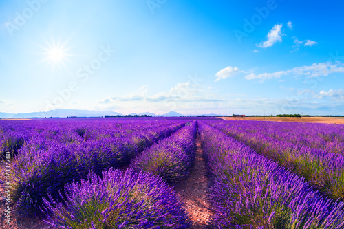 Lavender flowers in Provence  France. Beautiful summer landscape