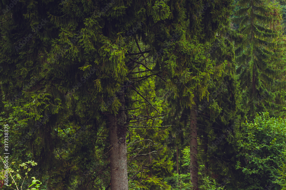 Fototapeta premium Coniferous trees in a rainy foggy forest
