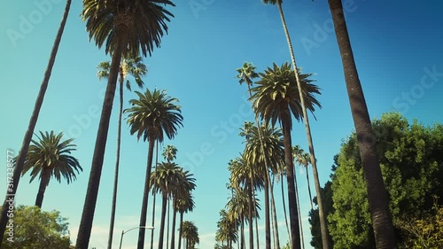Beverly Hills street with palm trees. Sunny day. Los Angeles, California. United States.