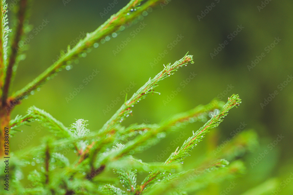 Coniferous trees in a rainy foggy forest Coniferous trees in a rainy foggy forest