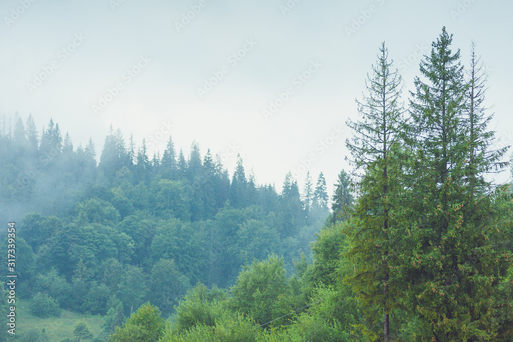 Fototapeta premium Coniferous trees in a rainy foggy forest