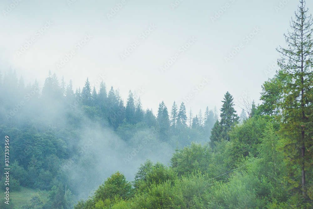 Mysterious foggy coniferous forest