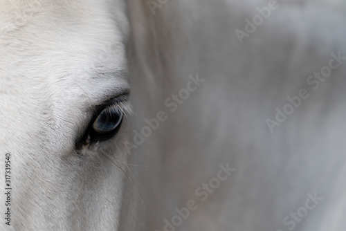 Close-up of one white horse's head with eye