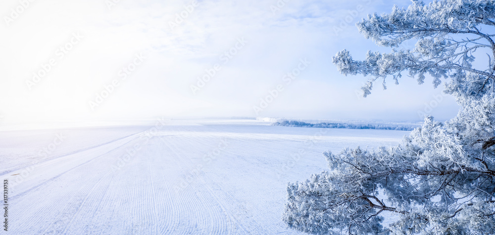Snow-covered pine tree against winter field background, and blue winter sky Snow-covered pine tree against winter field background, and blue winter sky