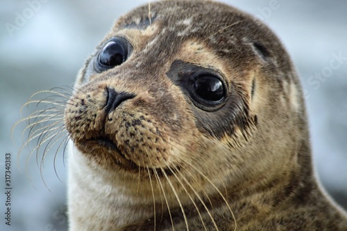 scotland wildlife beach photography seal photo