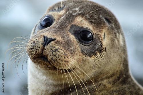 Fototapeta Naklejka Na Ścianę i Meble -  scotland wildlife beach photography seal