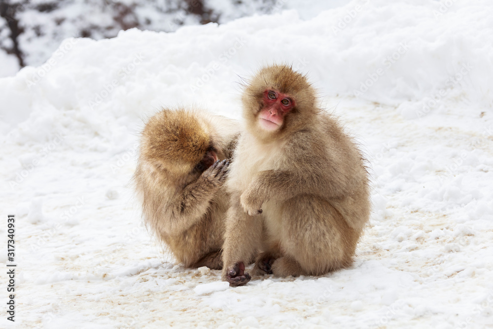 Japanese macaque grooming on snowy road Japanese macaque grooming on snowy road