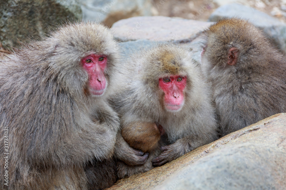 Japanese macaques watching the situation from a large rock shade