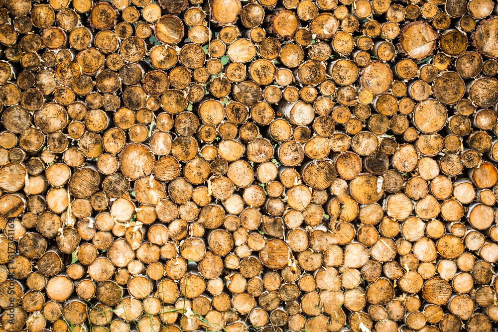 Round teak woods trees circle stumps cutted group. Deforestation. Tree stumps background. Pieces of teak wood stump background. Round teak wood stump Round teak woods trees circle stumps cutted group. Deforestation. Tree stumps background. Pieces of teak wood stump background. Round teak wood stump