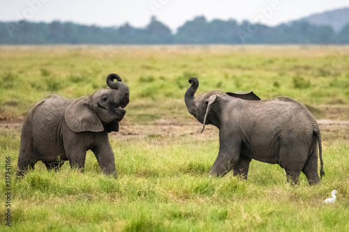 Photography Two young elephants playing together in Africa, cute animals in the Amboseli par